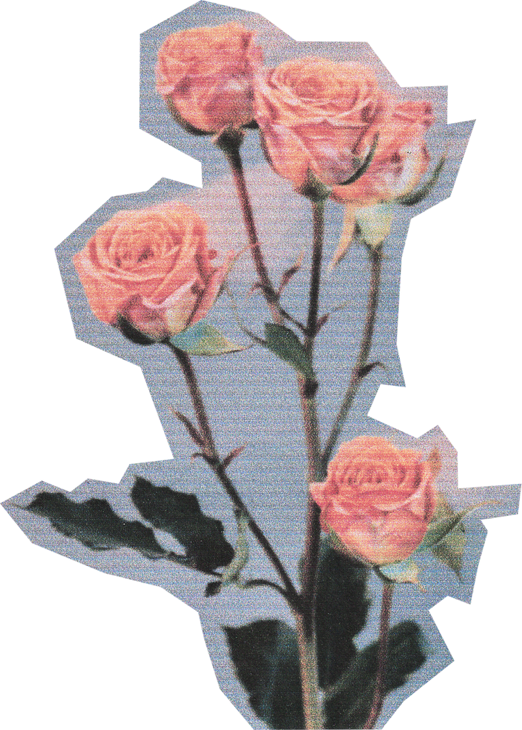 Scanned Cutout Roses